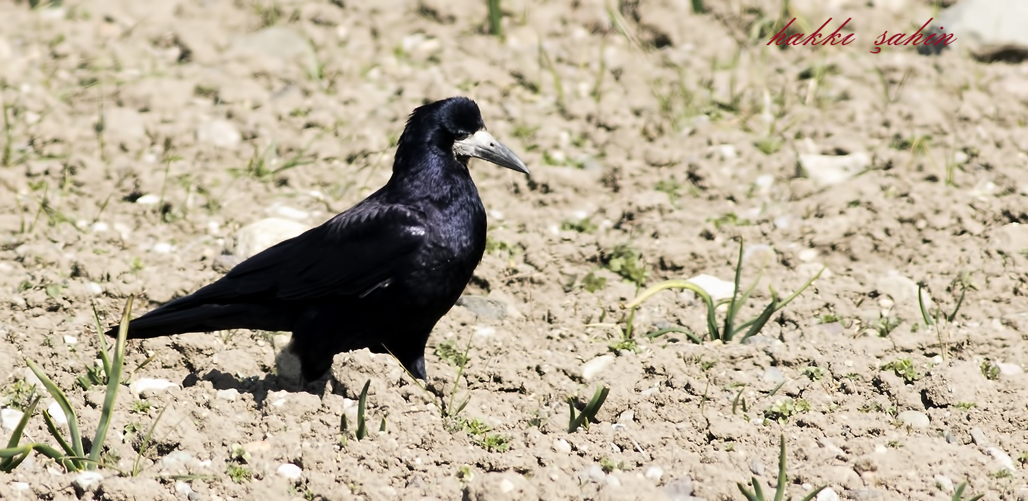 Rook